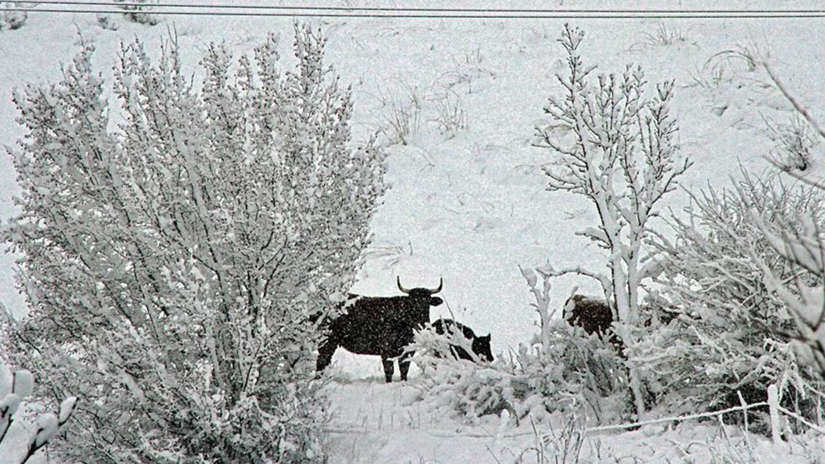 Varias reses intentan buscar alimento entre la capa de nieve caída en Valverdín (León), este martes.