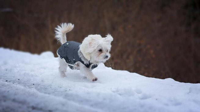 Perro en invierno