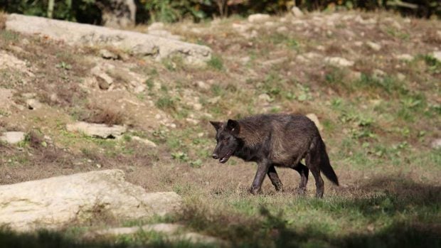 Lobo negro