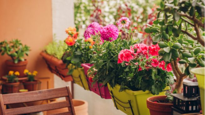 Cómo proteger de las heladas a las plantas de jardín, balcón o terraza