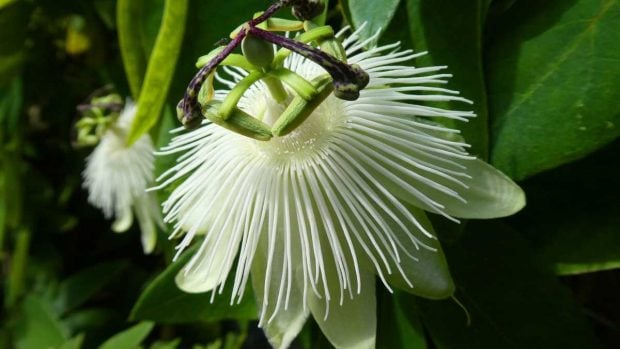 La flor de la pasión, una bella planta