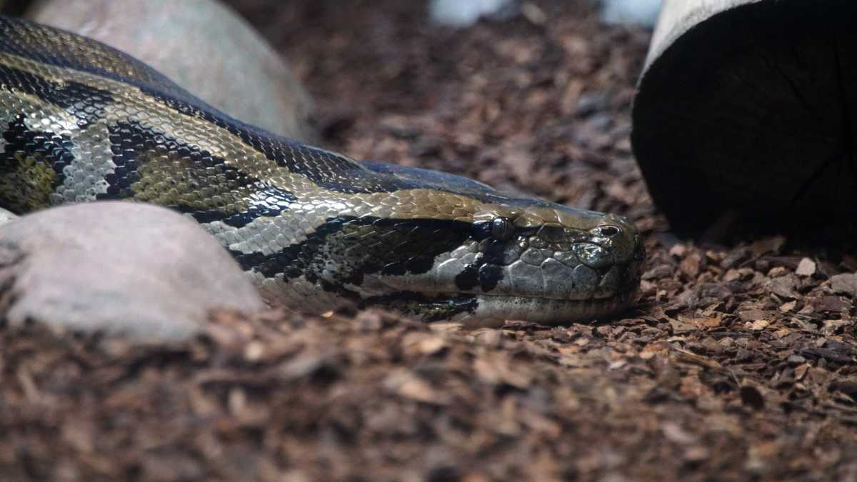 Serpiente pitón birmana, la más larga