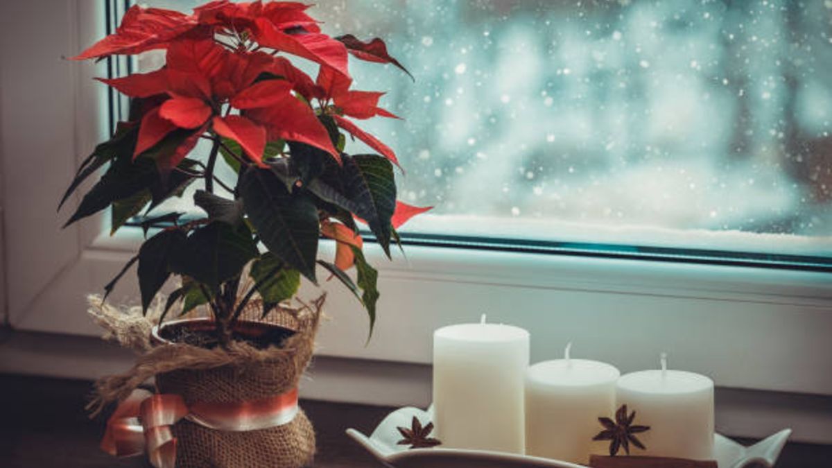 Descubre cuáles son las flores que te van a servir para decorar la casa en Navidad