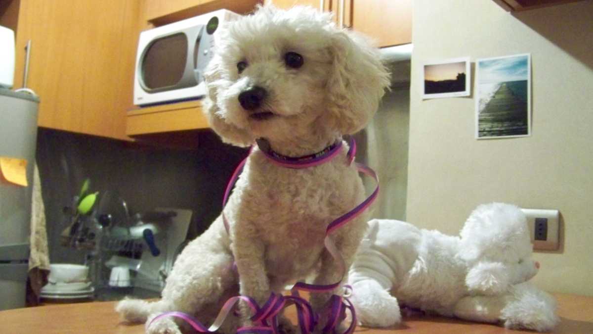 Mascota como regalo