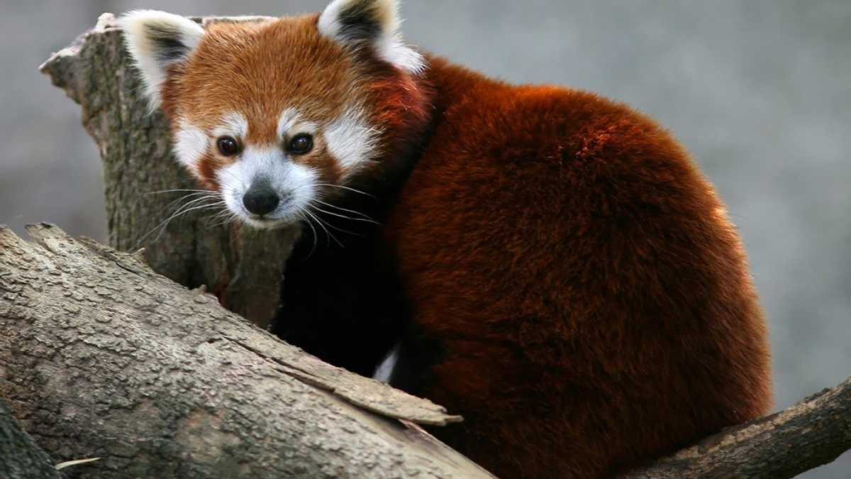 Animales curiosos: el panda rojo