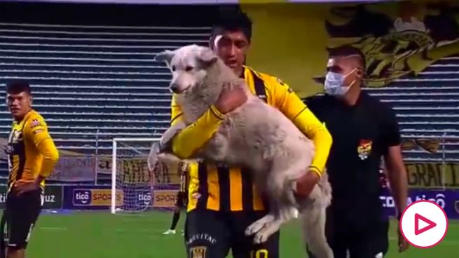 Un perro cuela en un partido de la liga boliviana y roba una bota