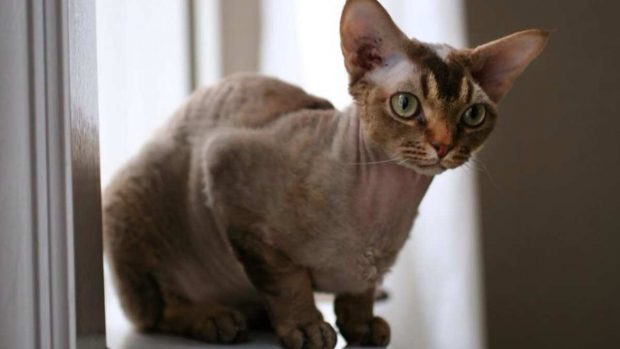 Gato devon rex