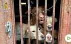 Perros abandonados
