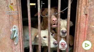 Perros abandonados