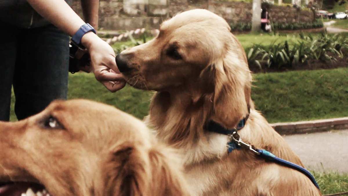 Recetas para perro