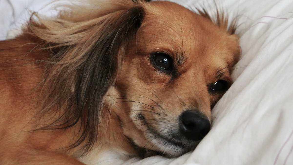 Ventilar Matrona Subrayar 5 trastornos de conducta habituales en perros