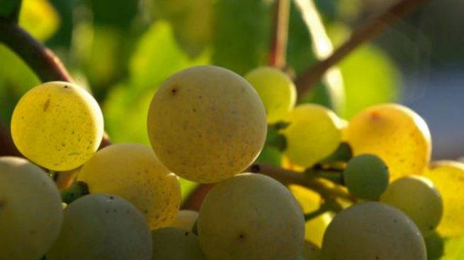 Las uvas, aquel alimento que debes incorporar en tu dieta