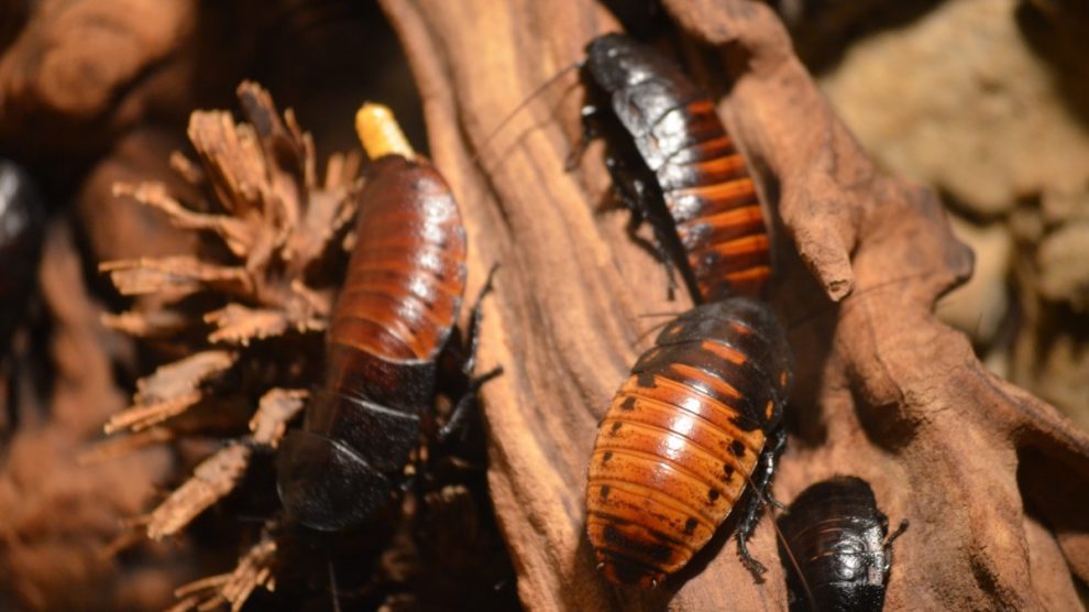 Una plaga de cucarachas puede ser difícil de eliminar