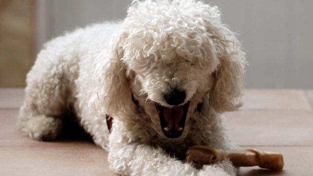 No dejes que tu perro trague los huesos: riesgos y medidas de emergencia