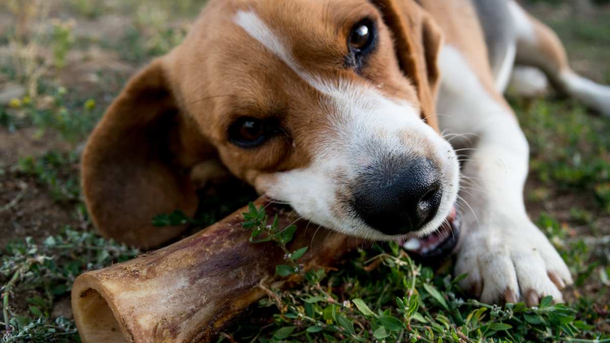 No dejes que tu perro trague los huesos: riesgos y medidas de emergencia