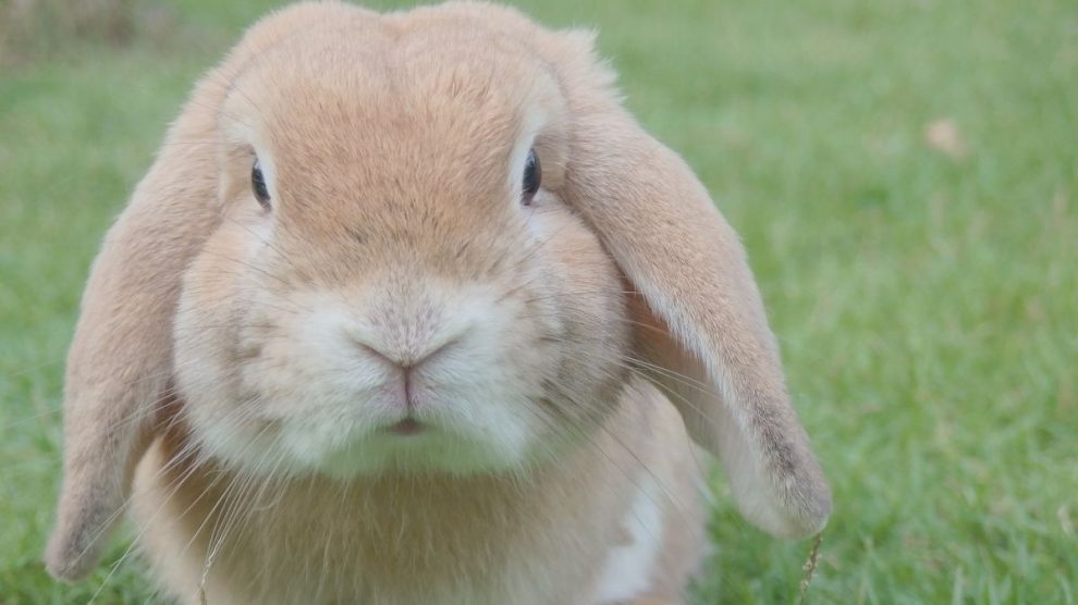 Conejo