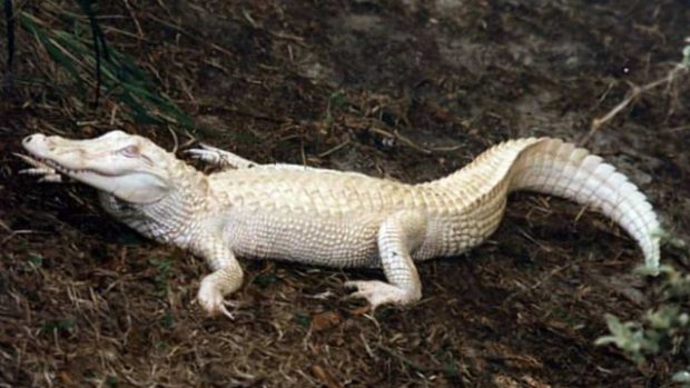 Conoces al cocodrilo albino?