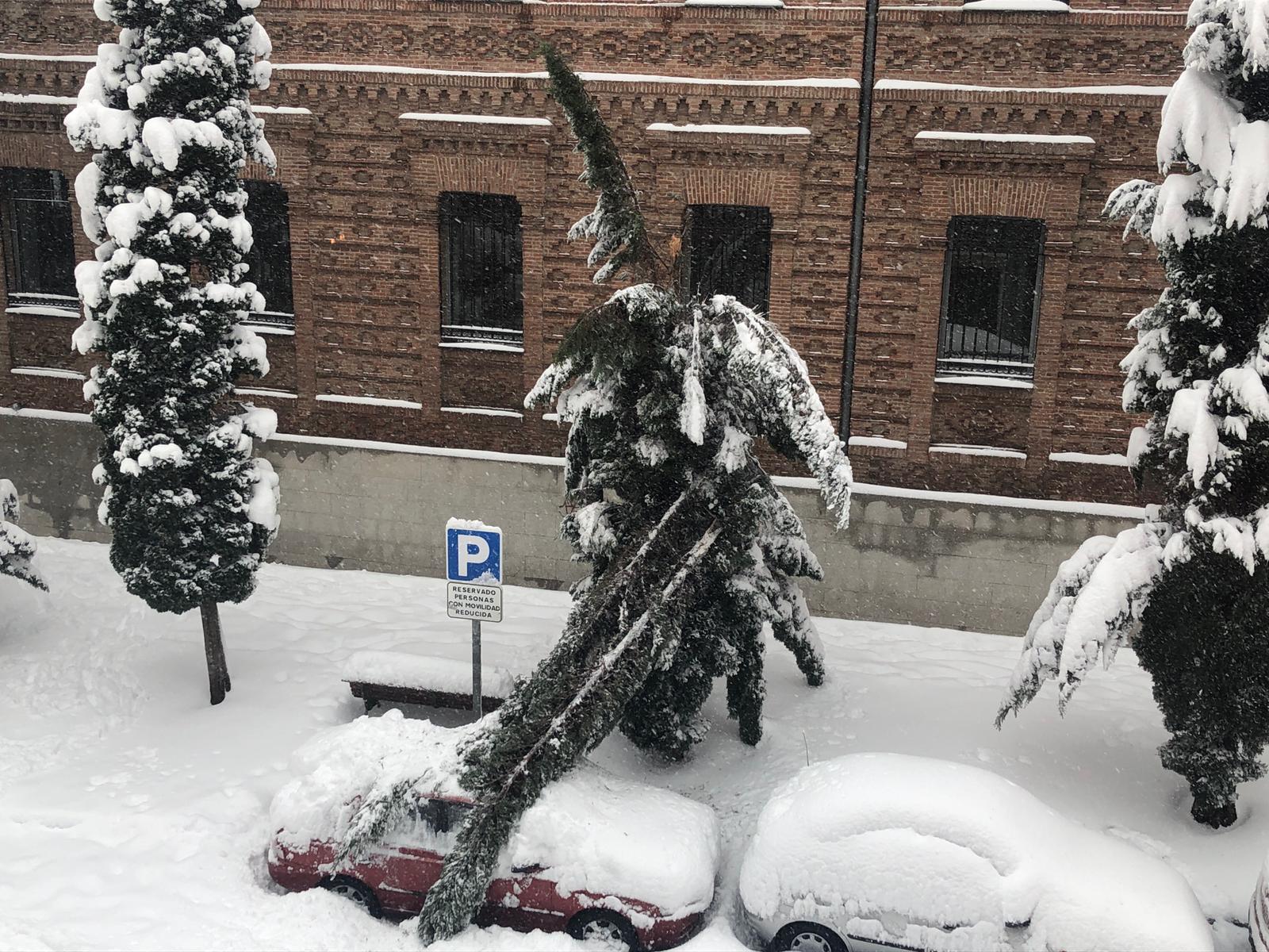 Un árbol caído en Leganés.