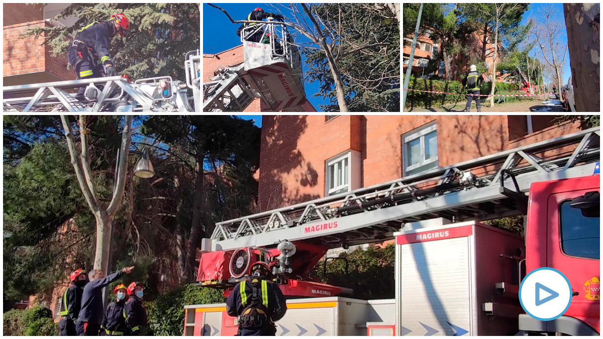 Bomberos de la Comunidad de Madrid actuando sobre árboles dañados por Filomena