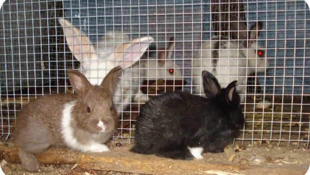 Conejos en jaula