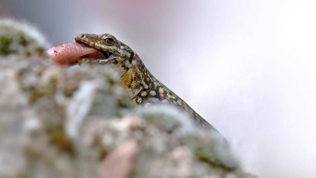 Alimentación lagarto