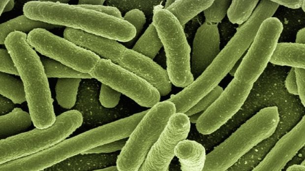 Bacterias intestinales