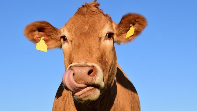 Publica una reseña viral después de comerse por error unas ‘galletas’ de caca de vaca