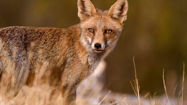 Dehesa el bosque del lince ibérico