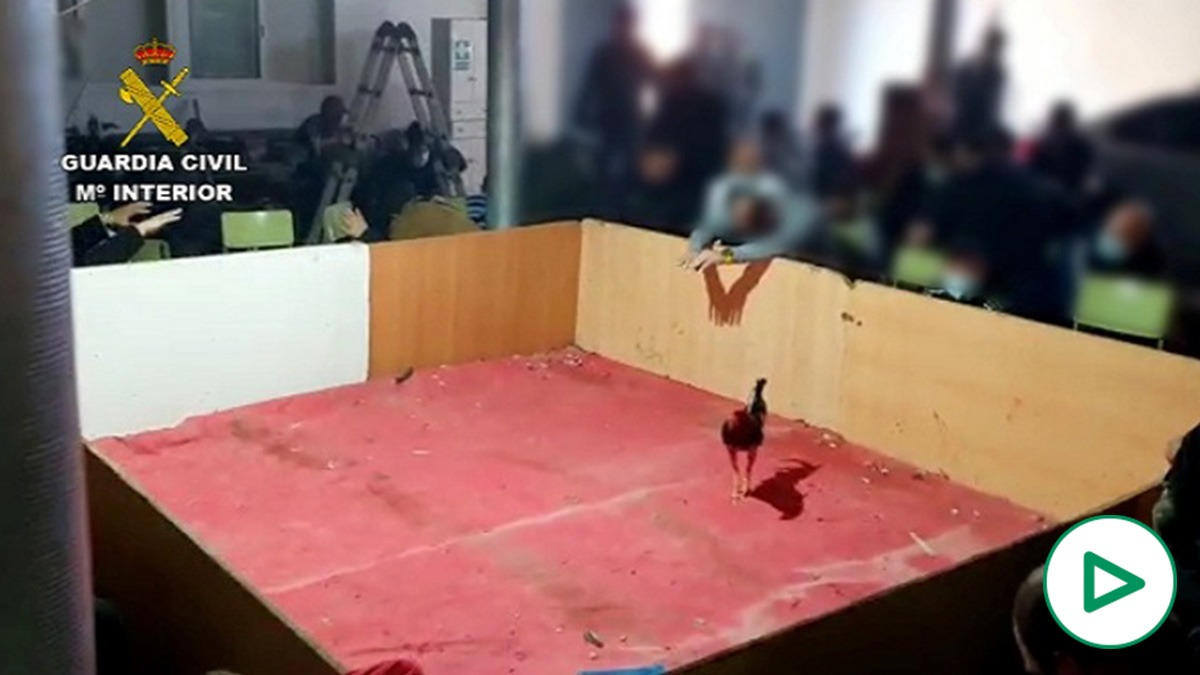 Pelea de gallos en El Ejido (Almería).