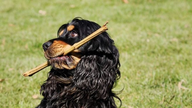 Perro jugando