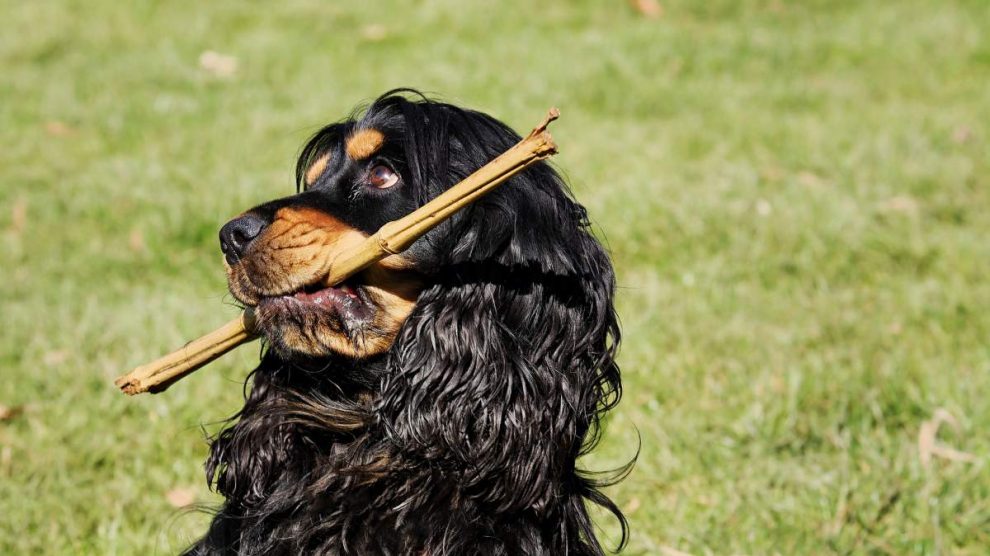 juegos que estimulan la inteligencia de tu perro para hacerle feliz