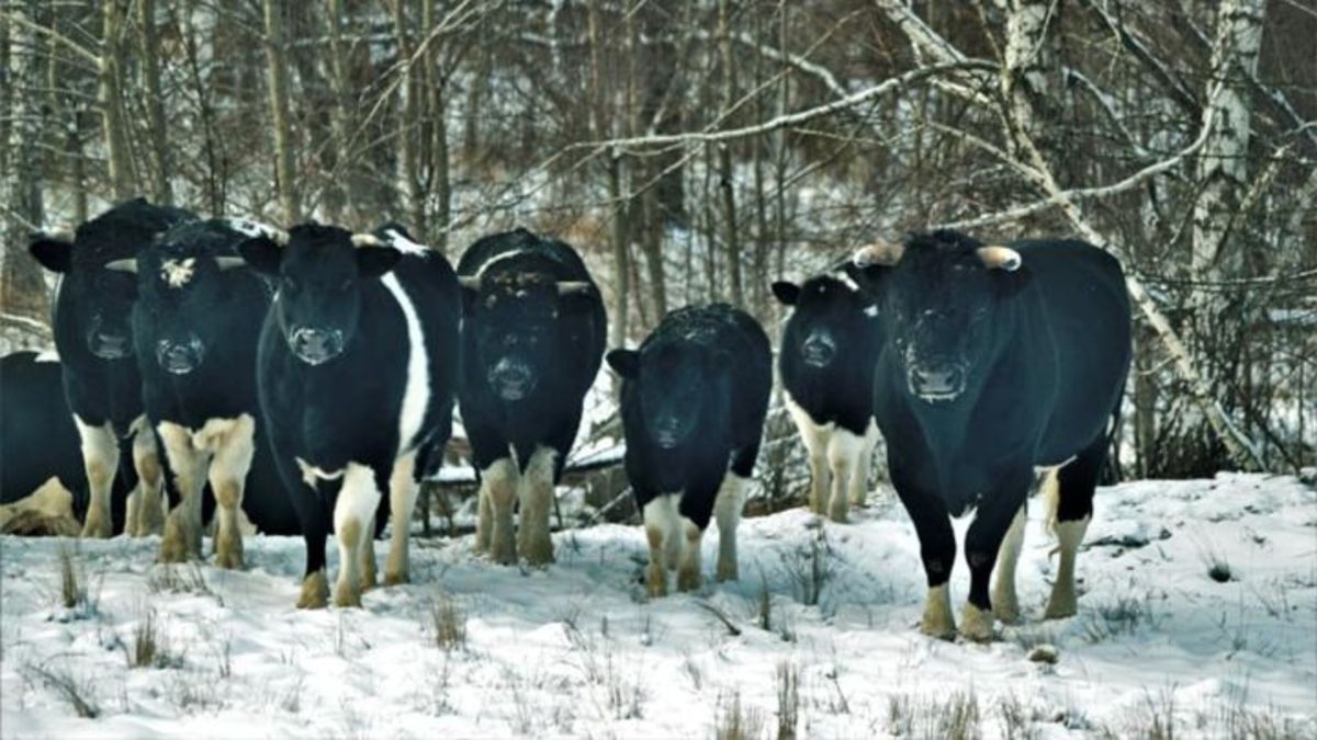 Avistado un grupo de vacas salvajes en Chernóbil