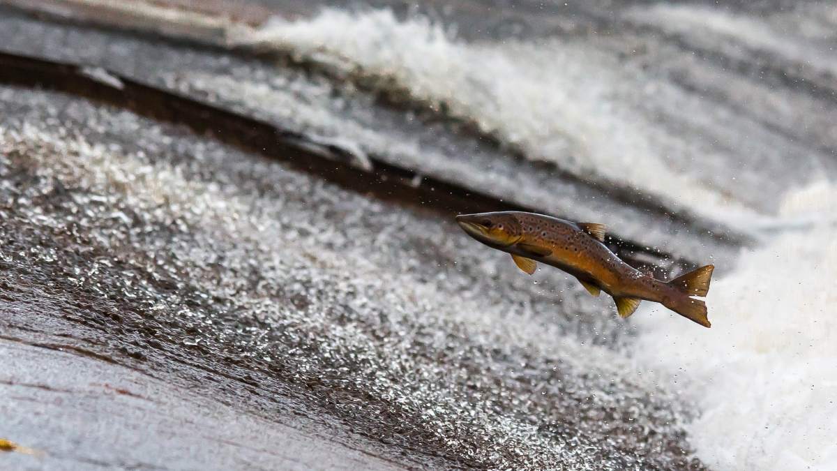 Peces ríos en España