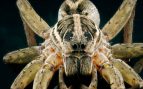 Araña lobo: qué es, dónde vive y otras curiosidades