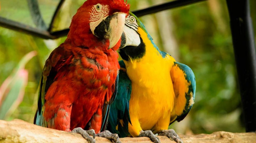 ¿Cómo es el guacamayo?