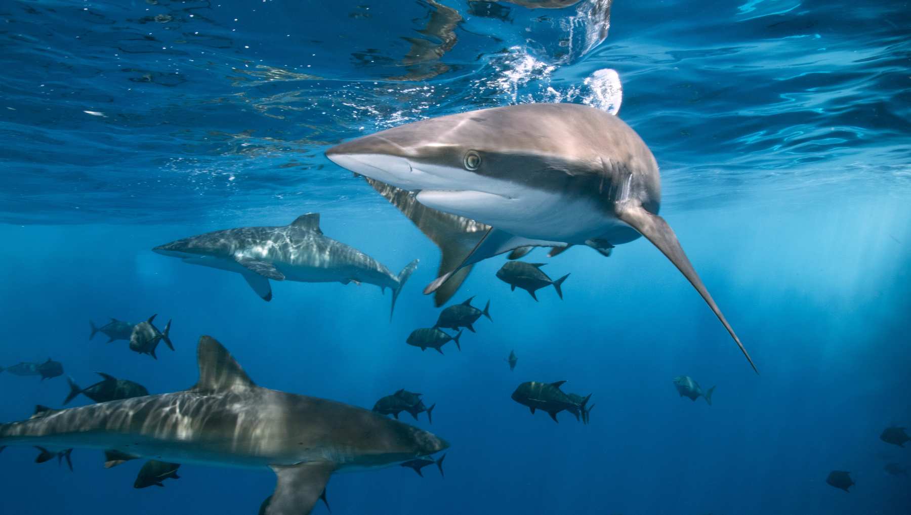 Tiburones en peligro de extinción