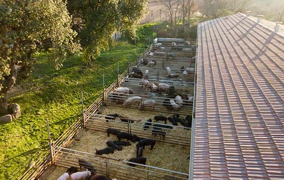 fiebre porcina africana