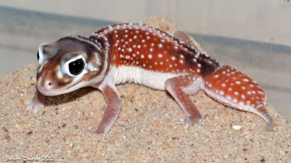 Nephrurus levis: cuidados y consejos para su cuidado