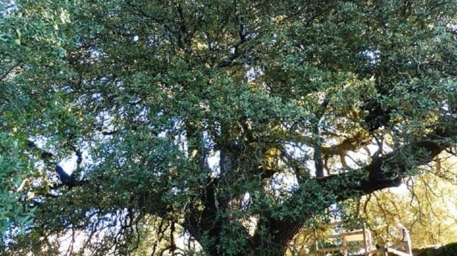 Un árbol español entre los mejores de Europa: tú también puedes votar