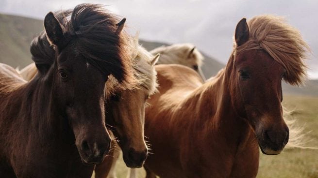 Glucosamina en caballos