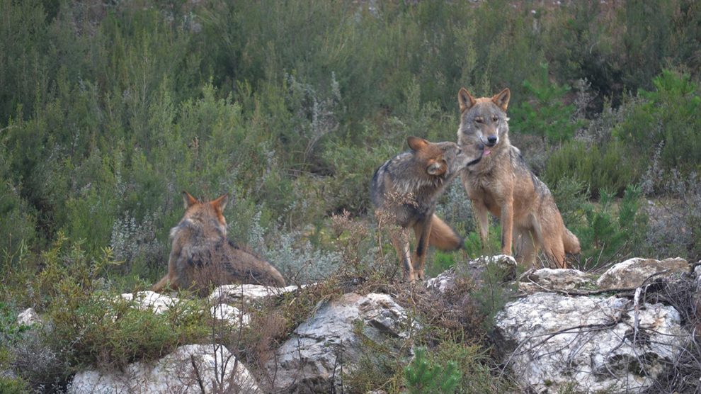 Ejemplares de lobo ibérico en el centro de conservación del lobo de la Fundación Patrimonio Natural y Biodiversidad de la Junta de Castilla y León.
