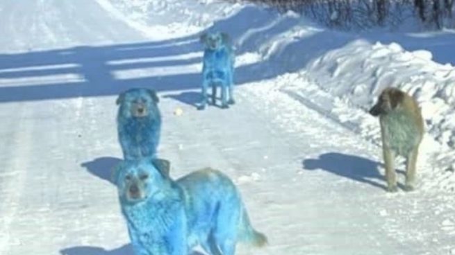 Perros azules Rusia