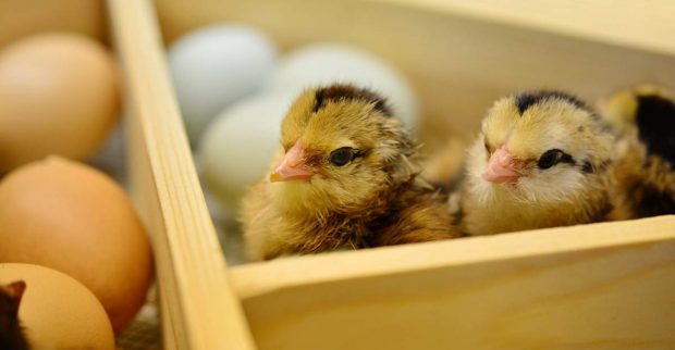 Pollitos y huevos
