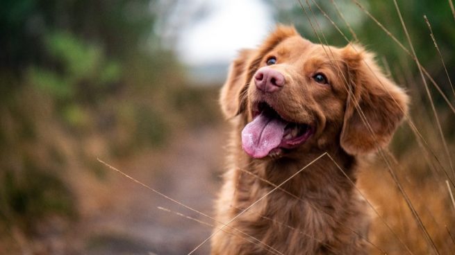 10 razas de perro españolas con un carácter muy noble y apacible