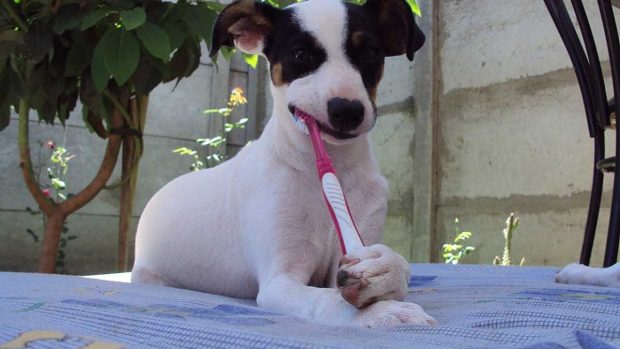 Cepillado dientes perro