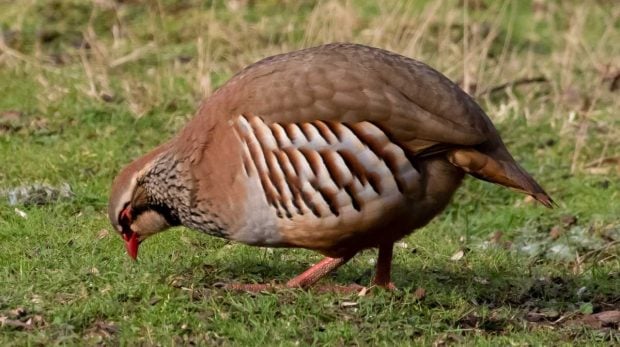 Perdiz, riesgo de extinción