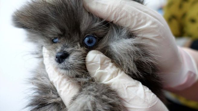 Encuentran cadáveres de cachorros en el congelador y animales enfermos en una tienda de Barcelona