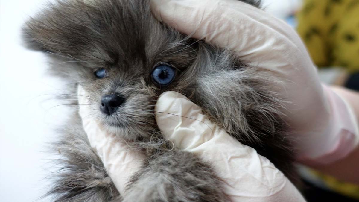 Encuentran cachorros enfermos y muertos en una tienda de animales de Barcelona