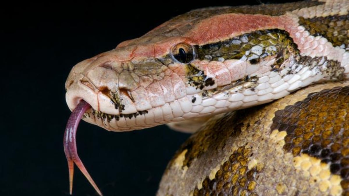 Serpiente de 15 metros la mas larga del mundo 