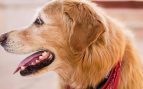 Esto es lo que debes hacer si tu perro tiene un diente flojo